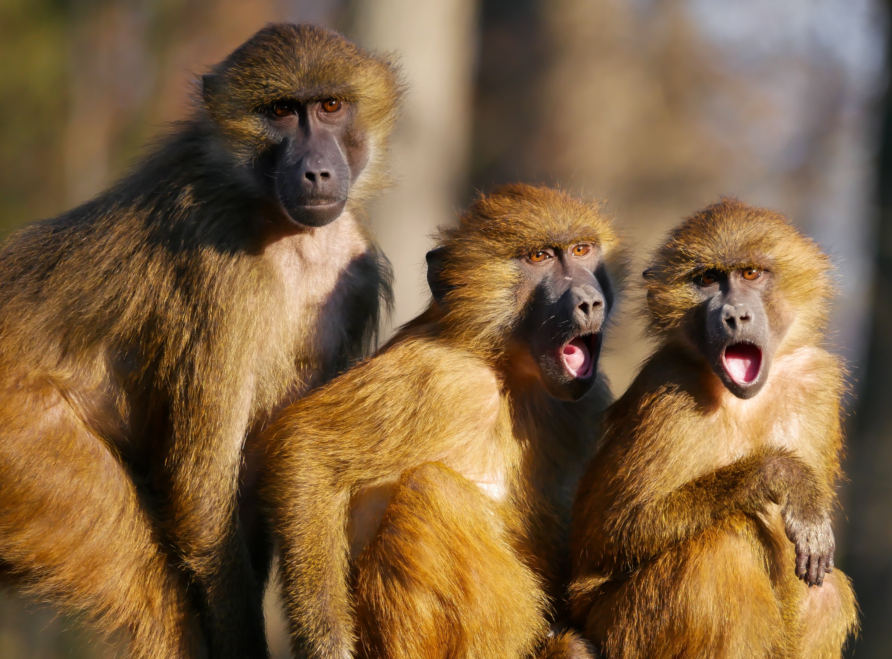 Foto: Drei Affen