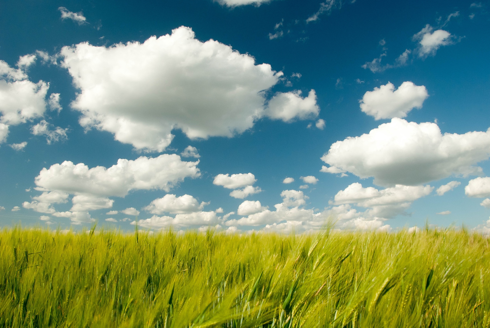 Foto: Graslandschaft vor blauem Himmel mit weissen Wolken