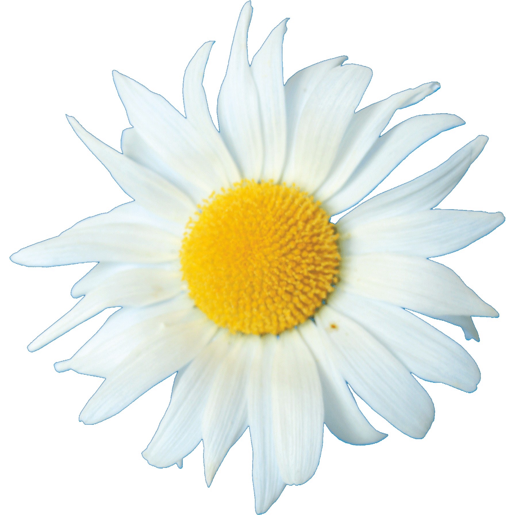 Bildmarke: Margerite (Blume)