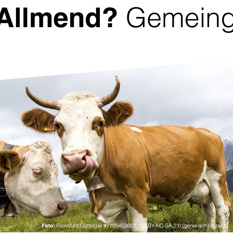 Folie: Allmend als Synonym für Public Domain? (Mit Foto von grasenden Kühen)