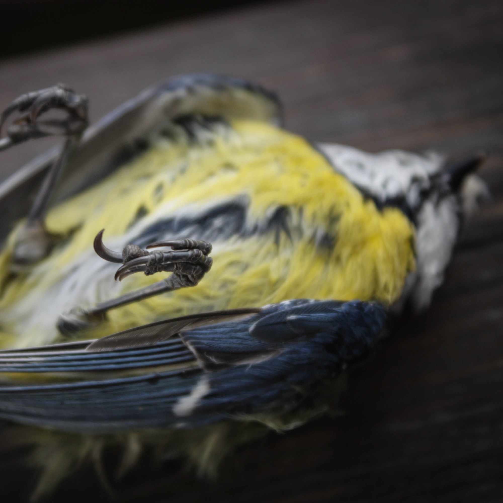 Foto: Toter Vogel, der auf dem Rücken liegt