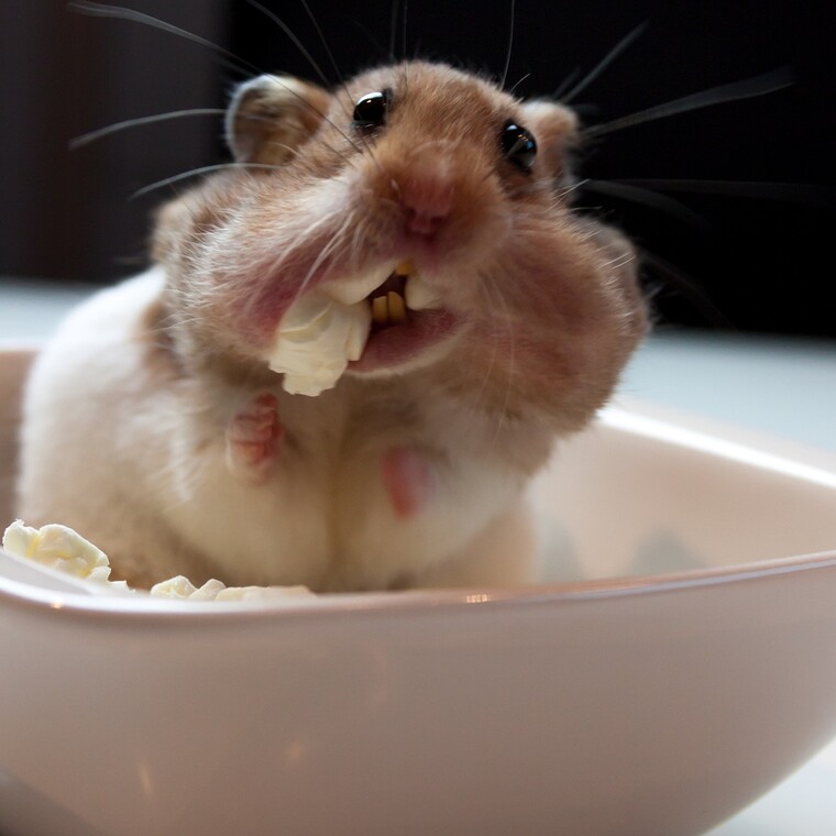 Schnappschuss: Hamster, der Popcorn frisst