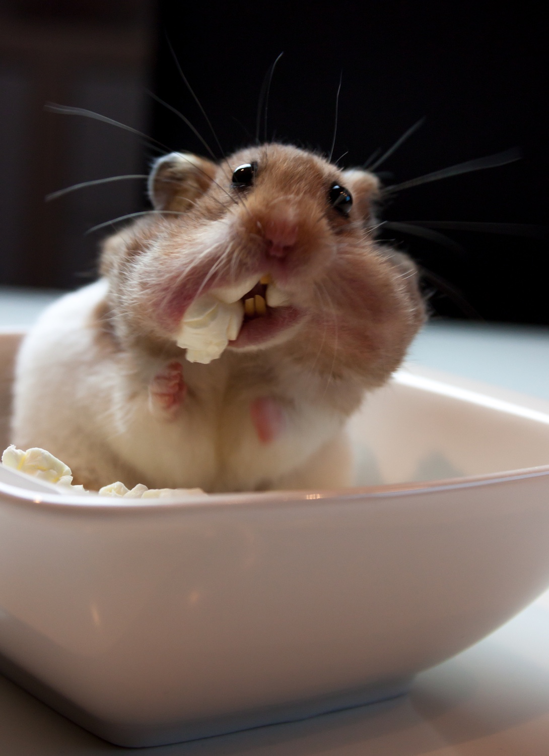 Schnappschuss: Hamster, der Popcorn frisst