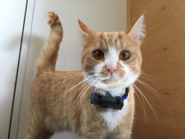 Foto: Katze mit GPS-Halsband