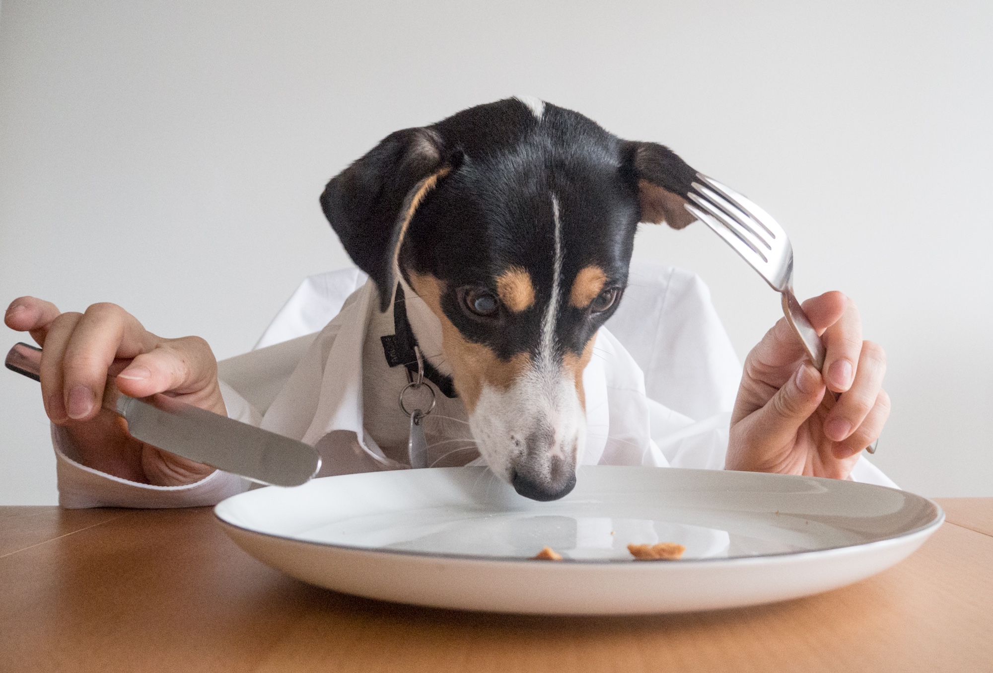 Bild: Hund, der mit Besteck aus einem Teller isst