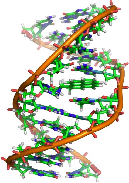 Grafik: DNA-Abschnitt