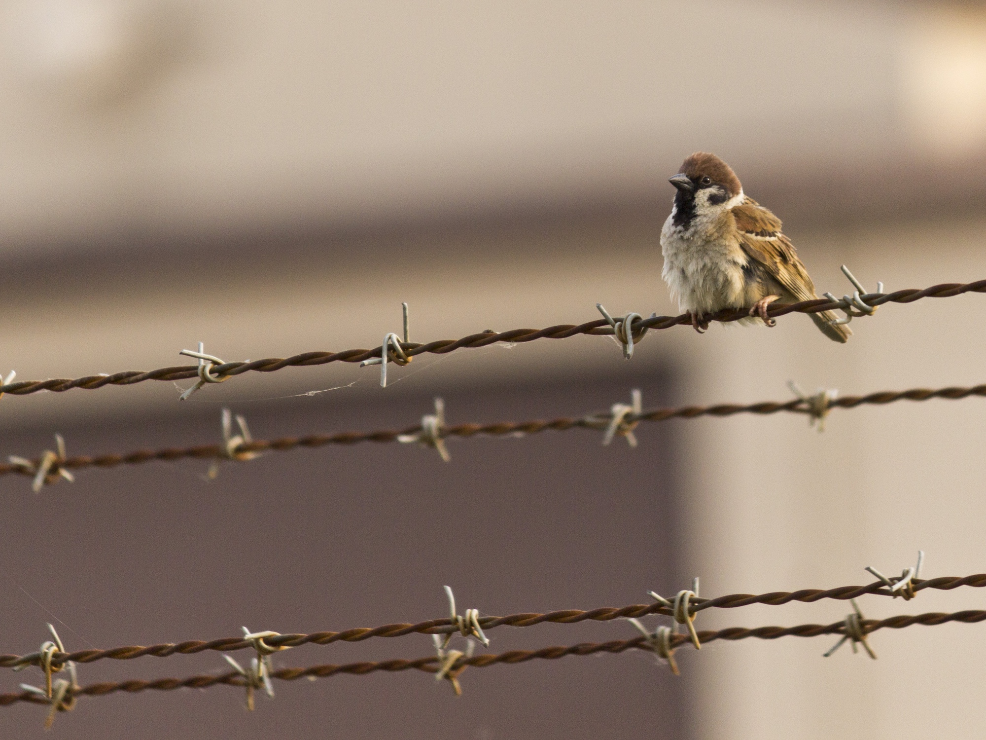 Foto: Vogel, der auf einem Zaun aus Stacheldraht sitzt