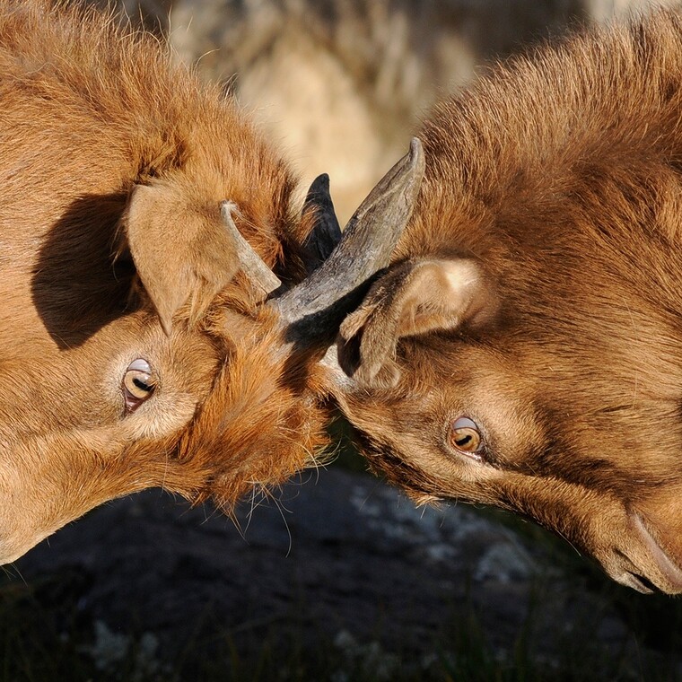 Foto: Zwei behornte, streitende Ziegen