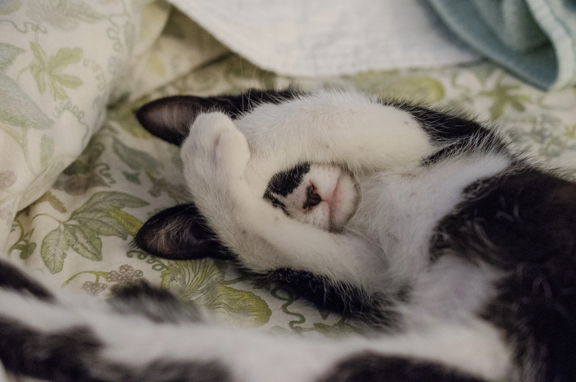 Foto: Katze, die mit verschränkten Vorderpfoten auf einem Bett liegt