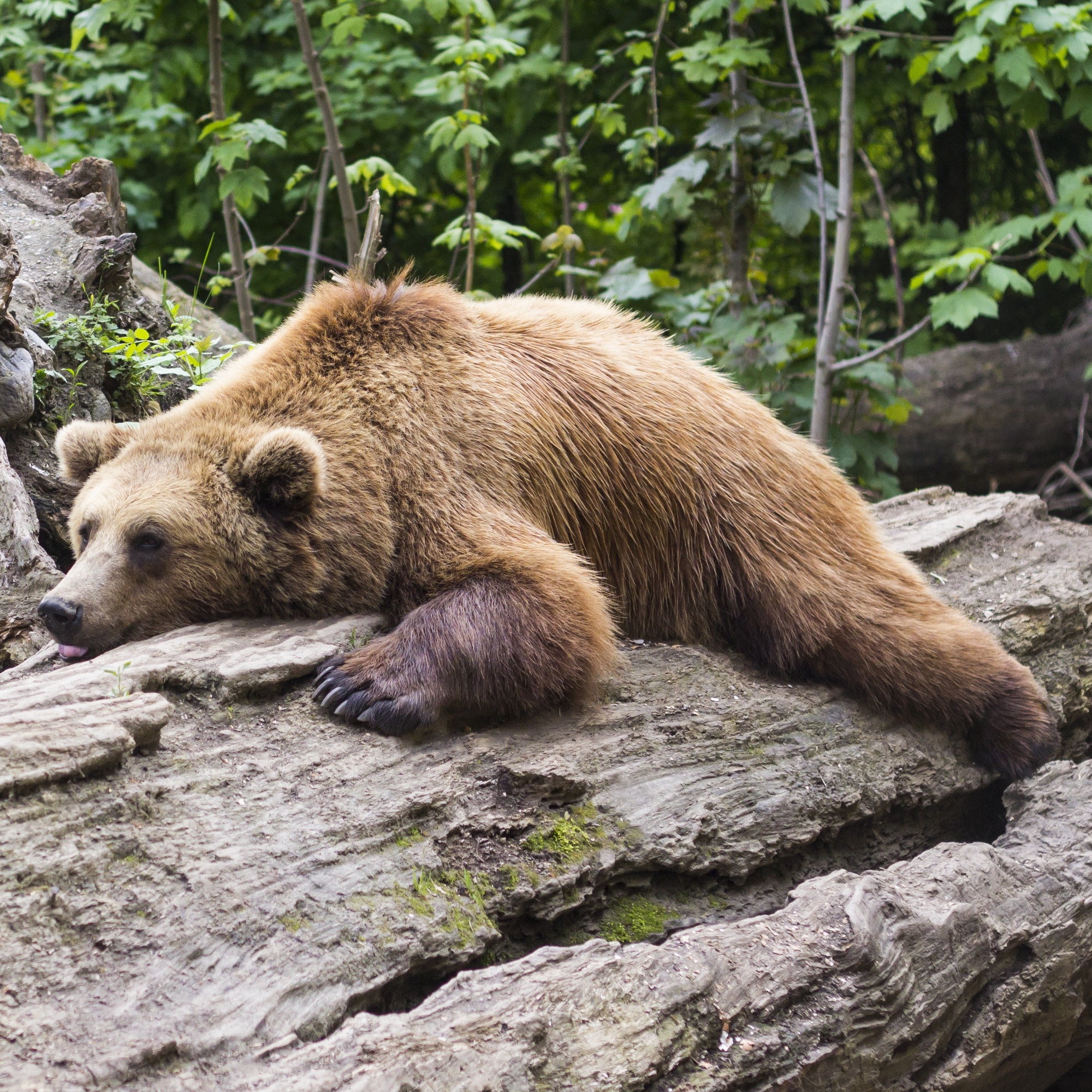 Foto: Schlafender Bär