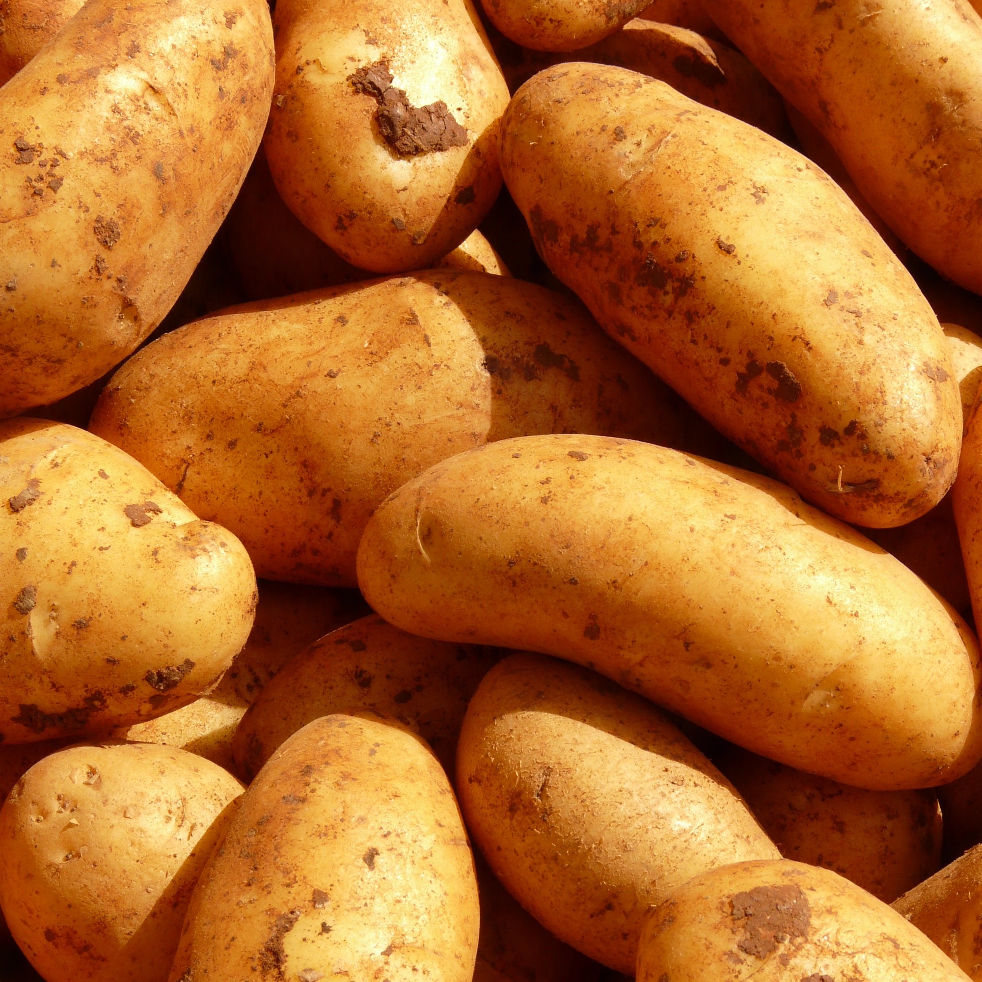 Foto: Kartoffeln (ungeschält)
