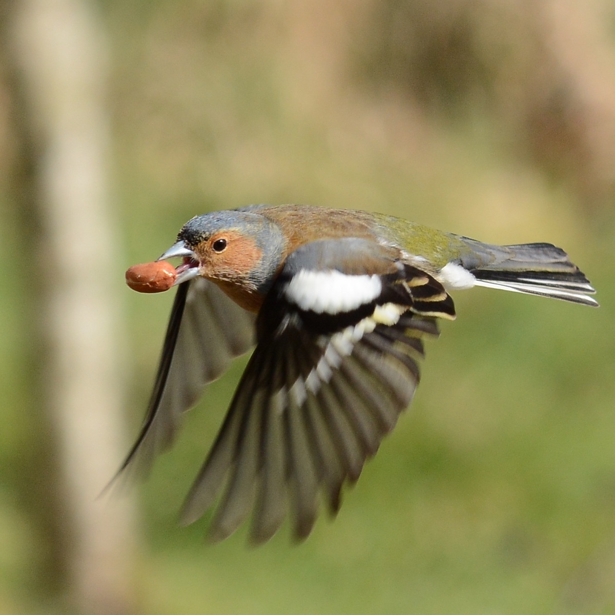 Foto: Fliegender Vogel mit einer Erdnuss im Schnabel