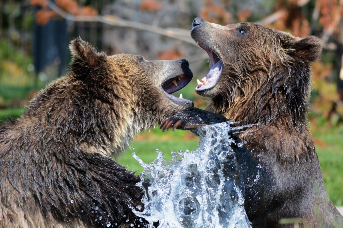 Foto: Spielende Grizzlybären