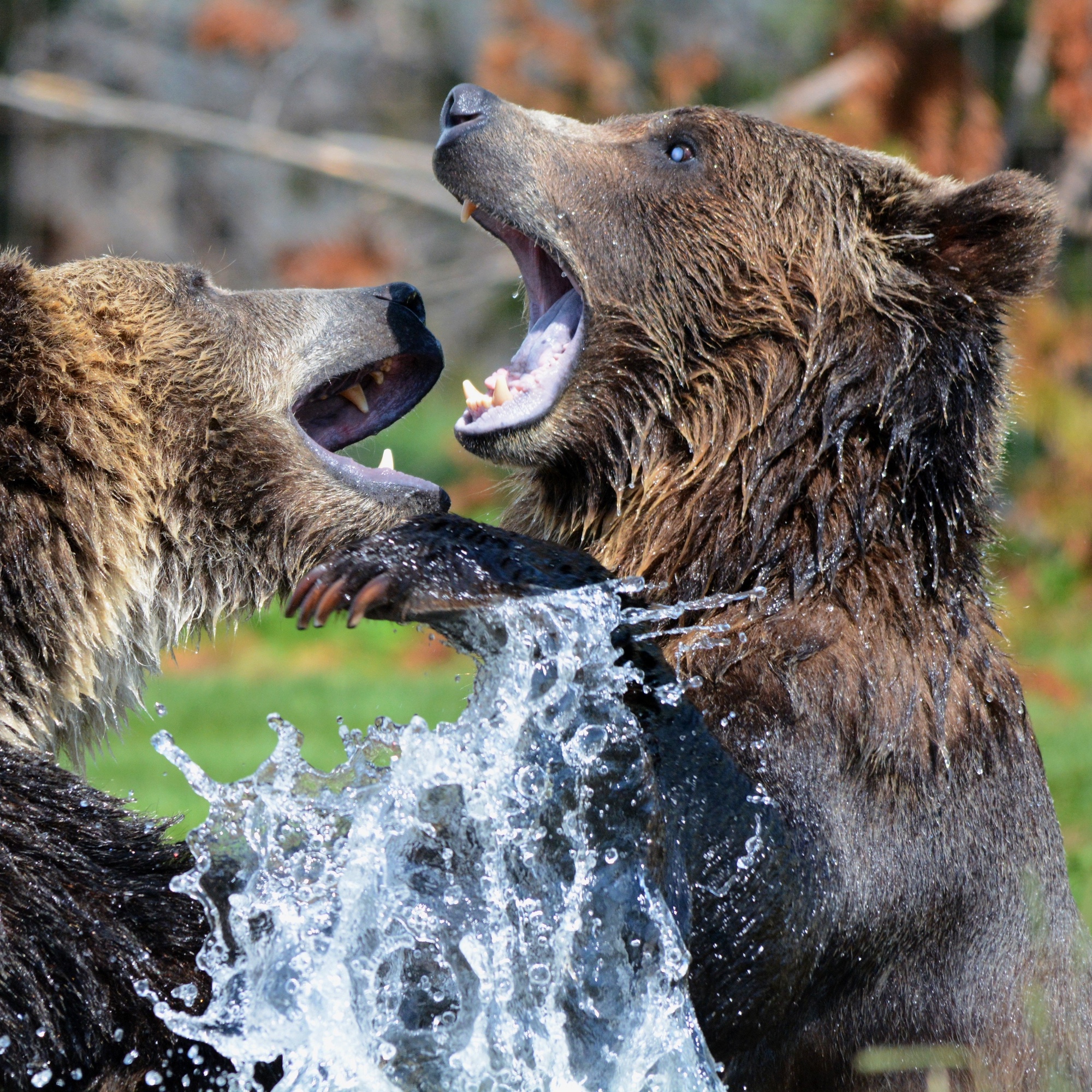 Foto: Spielende Grizzlybären
