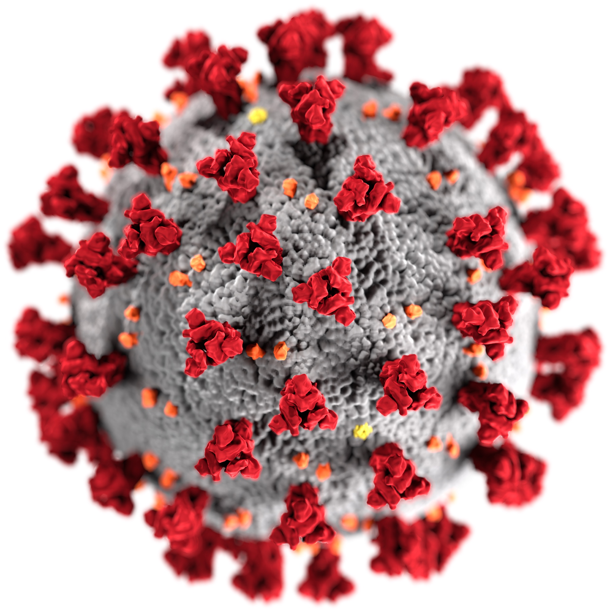Illustration: SARS-CoV-2 (Coronavirus)