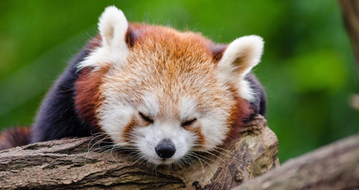 Foto: Schlafender roter Panda