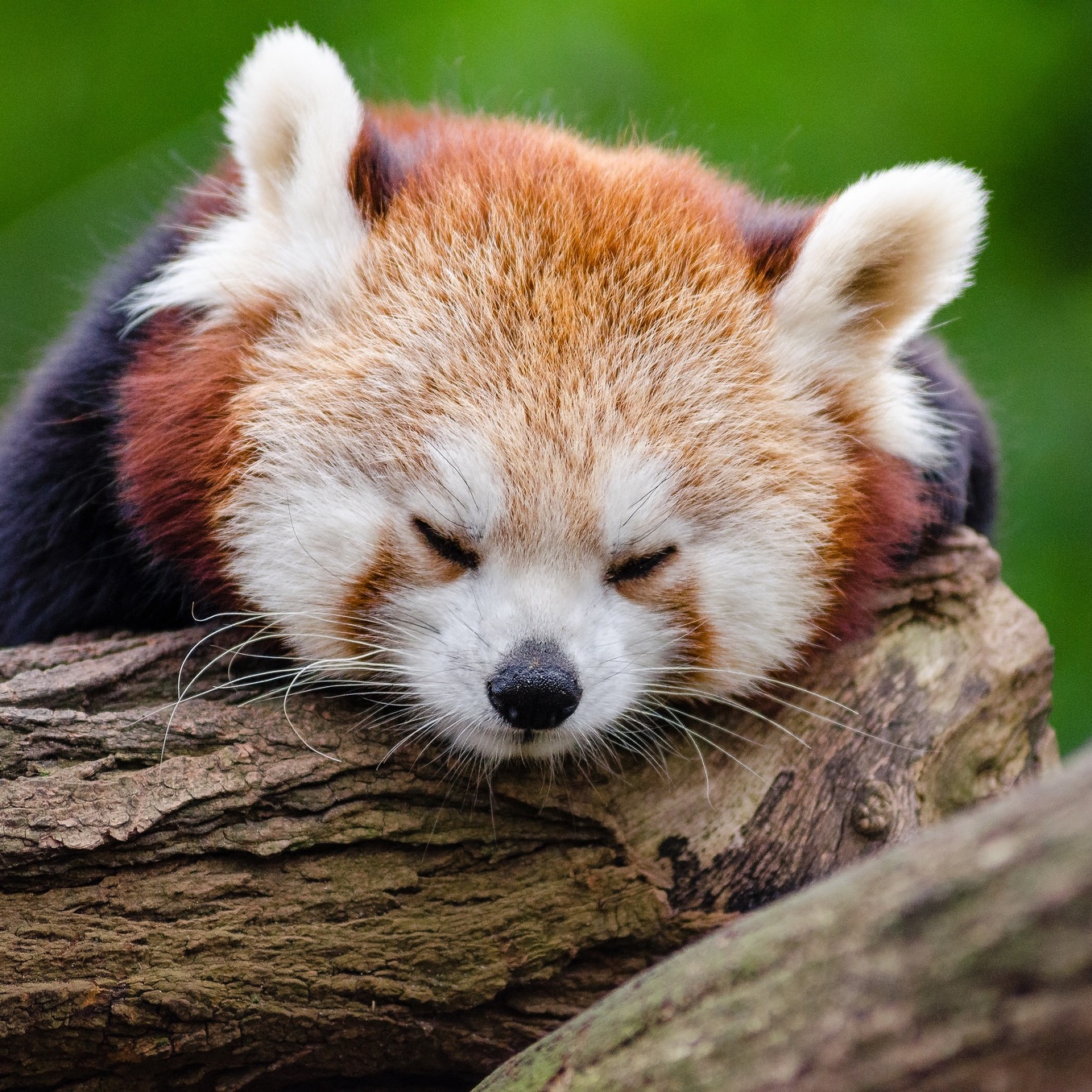 Foto: Schlafender roter Panda