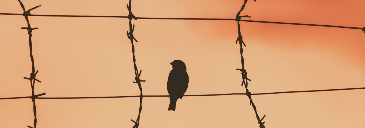 Foto: Vogel, der auf einem Draht sitzt