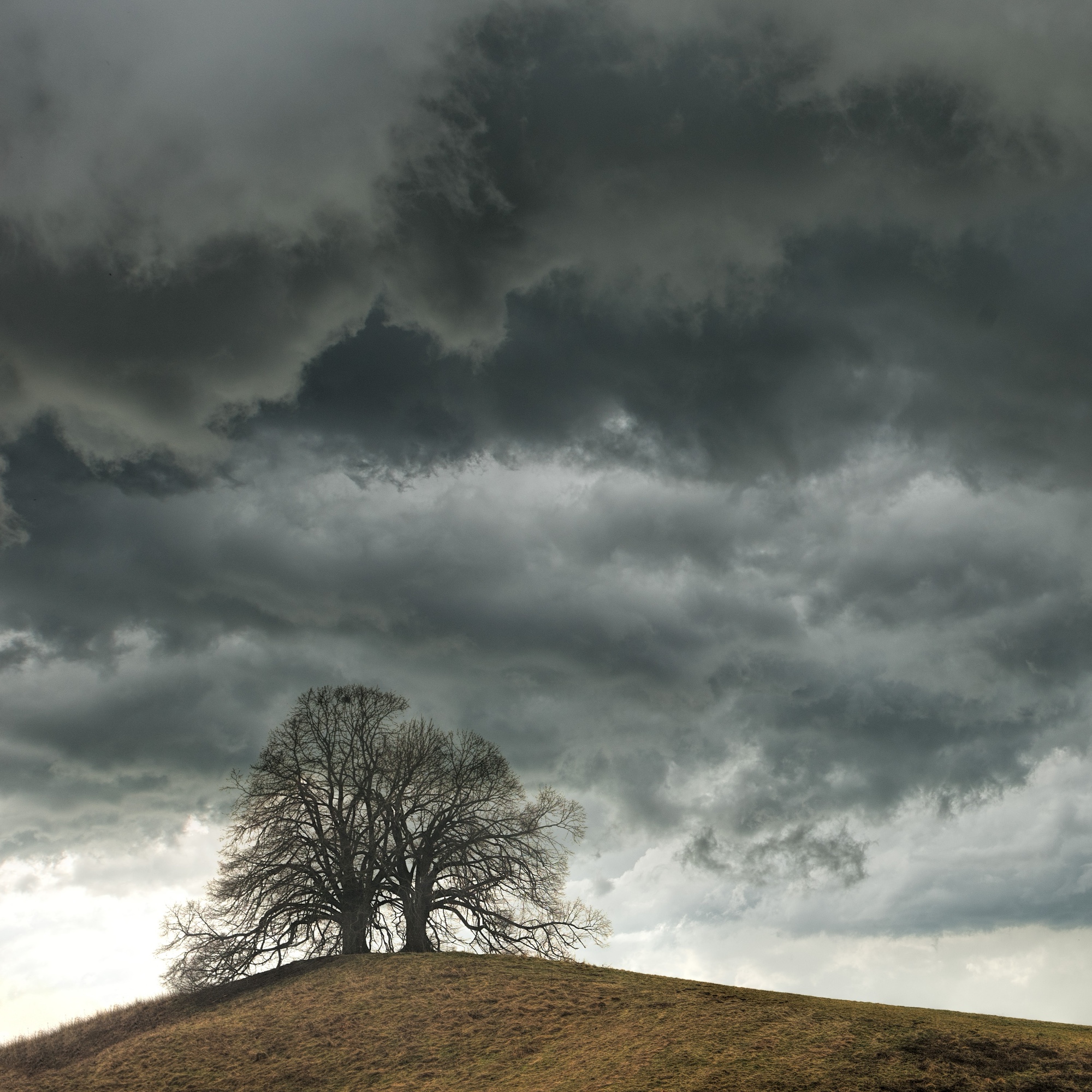 Foto: Baum auf einem Hügel mit Gewitterwolken im Hintergrund