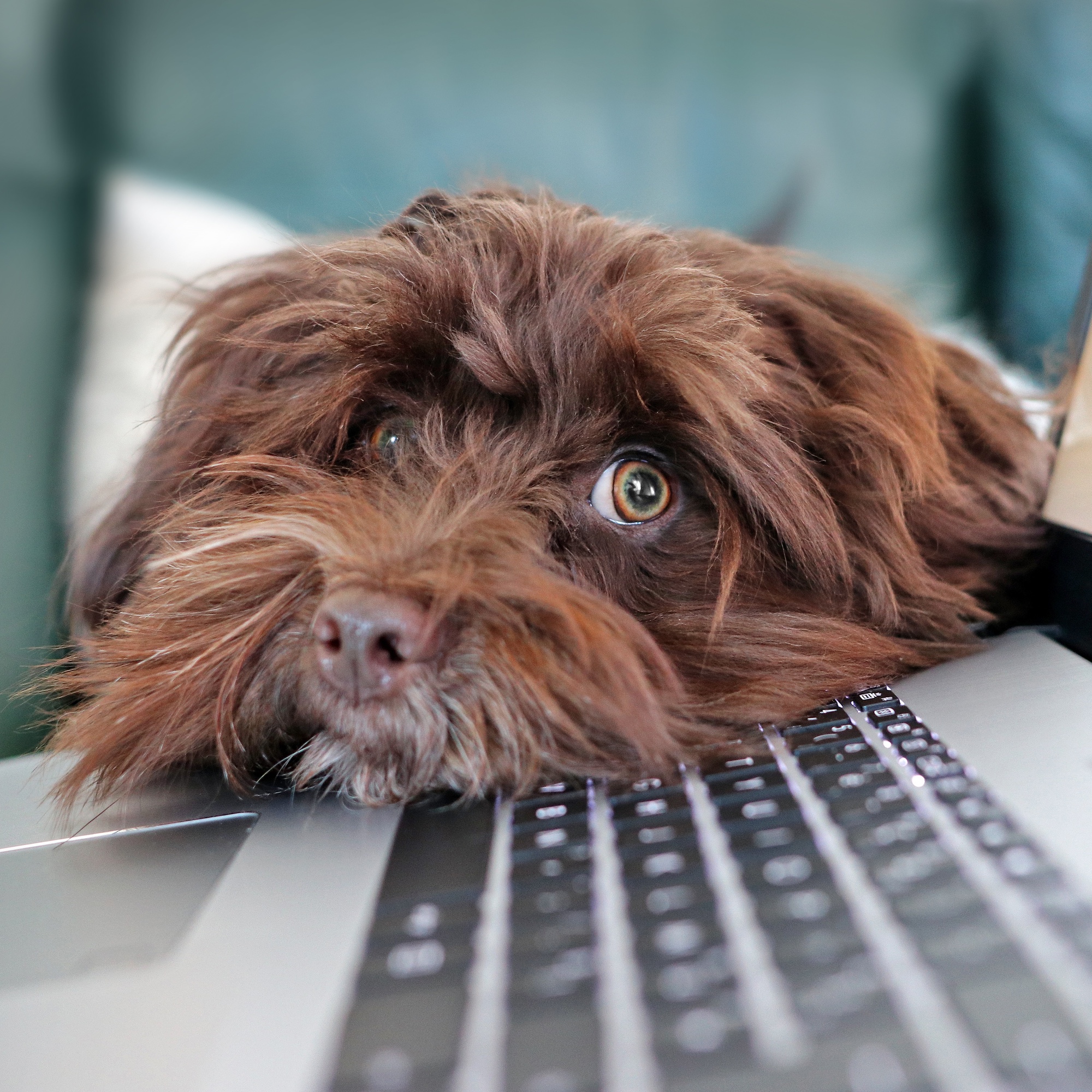 Foto: Brauner Hund, der seinen Kopf auf eine Laptop-Tastatur legt