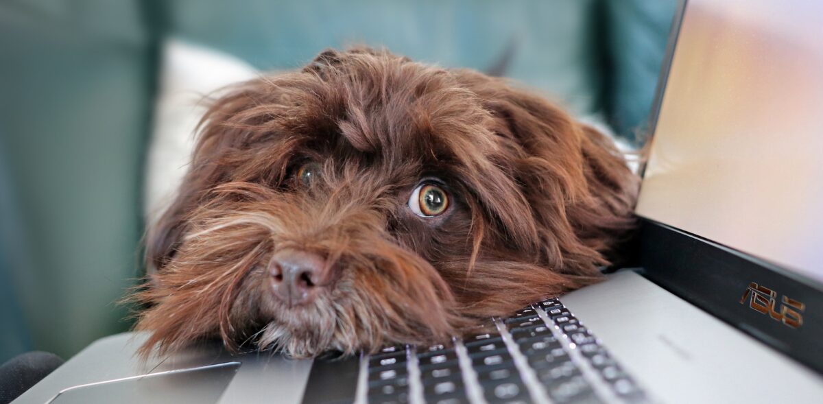 Foto: Brauner Hund, der seinen Kopf auf eine Laptop-Tastatur legt