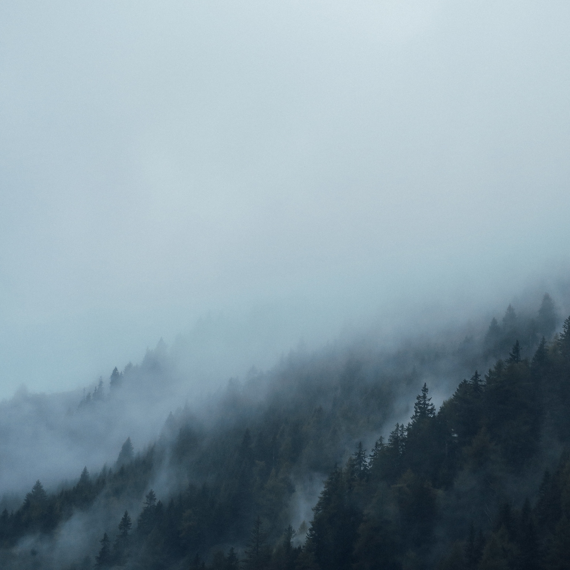 Foto: Wald im Nebel