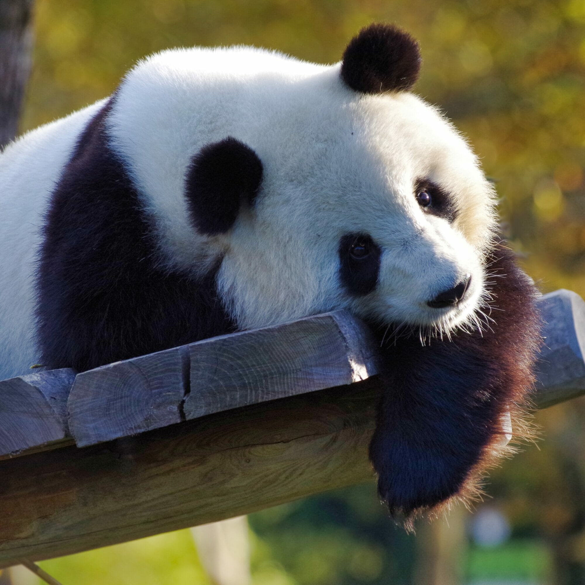 Foto: Liegender Grosser Panda (Riesenpanda)